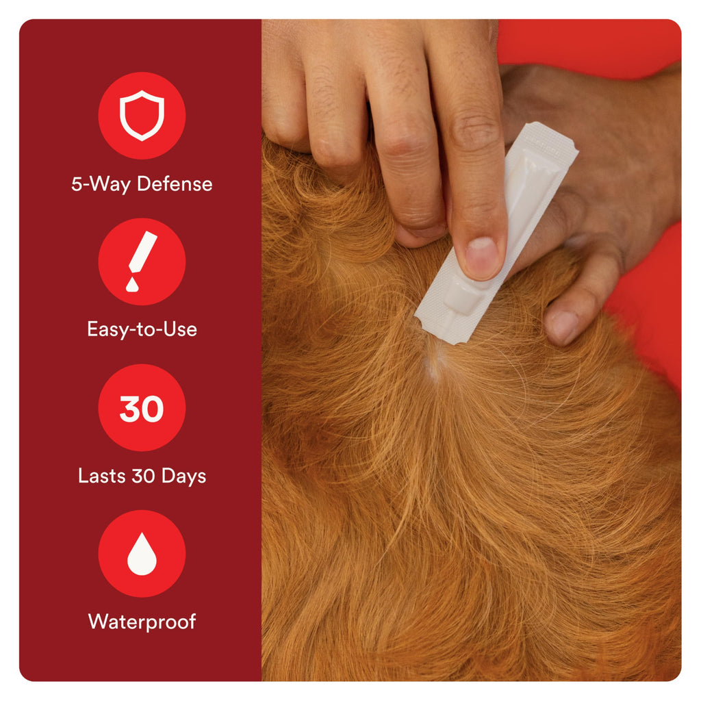 Flea and Tick Prevention for Small Dogs 4-10 lbs (4 Doses) + Flea Treatment for Dogs 2-25 lbs (6 Doses) Bundle I283564